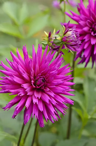 525014 - Cactus dahlia (Dahlia Ambition)
