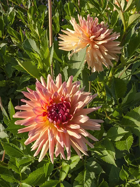 404055 - Cactus dahlia (Dahlia Beretta)