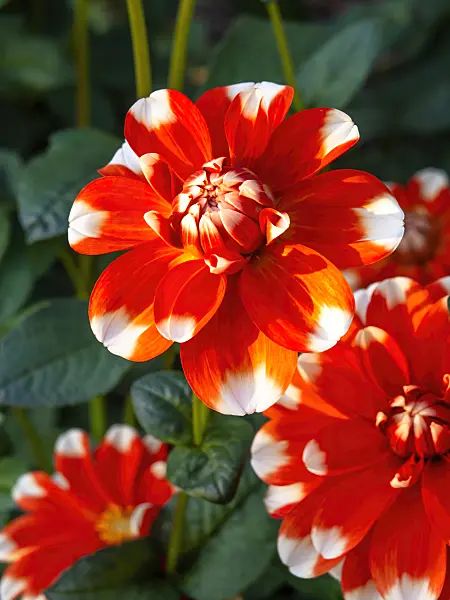 442139 - Cactus dahlia (Dahlia Candy Cane)