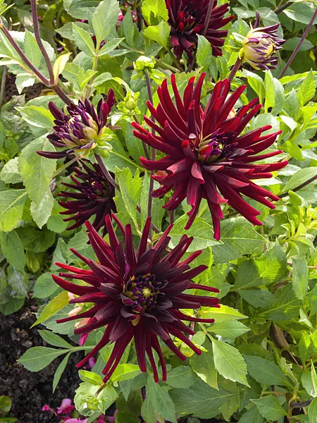405009 - Cactus dahlia (Dahlia Chat Noir)