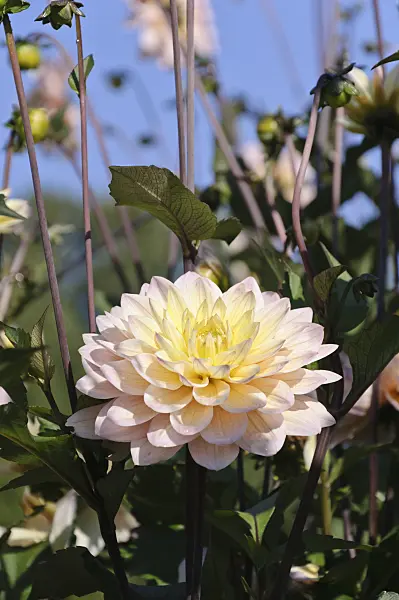 487284 - Cactus dahlia (Dahlia Chianti)
