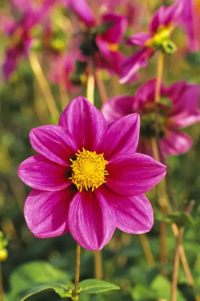 383008 - Cactus dahlia (Dahlia Cynthia)