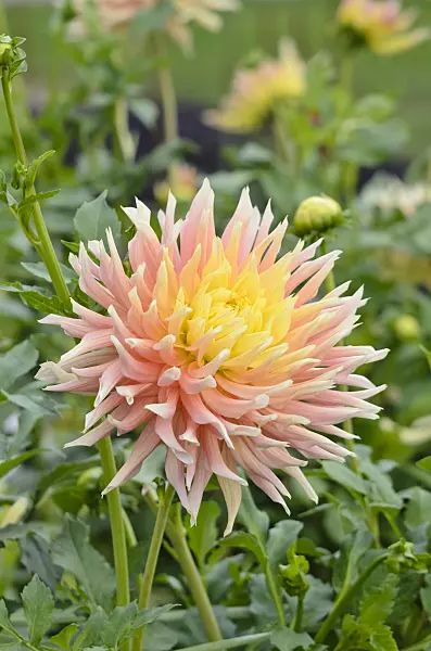 548050 - Cactus dahlia (Dahlia Donauturm)