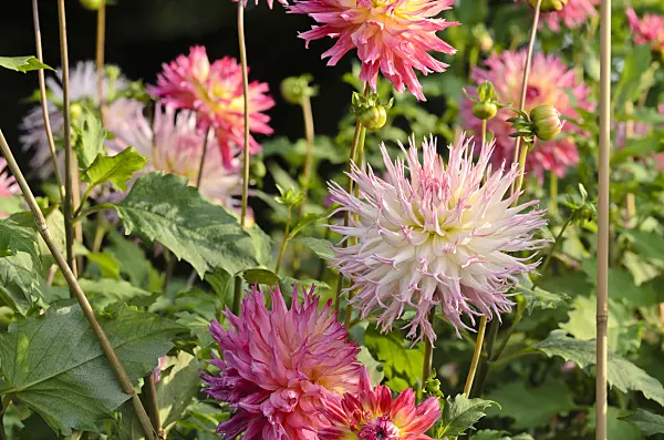 500155 - Cactus dahlia (Dahlia Jenny)