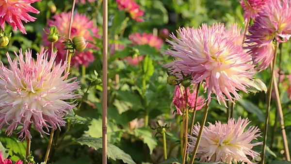 500164 - Cactus dahlia (Dahlia Jenny)