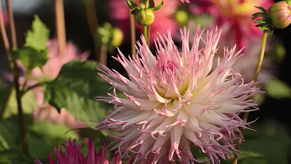 500165 - Cactus dahlia (Dahlia Jenny)