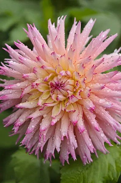 524042 - Cactus dahlia (Dahlia Jenny)
