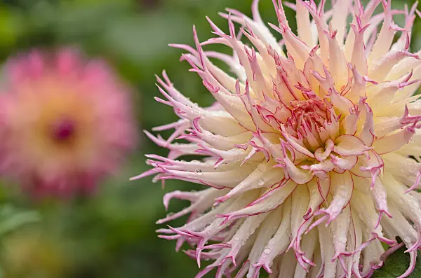 524043 - Cactus dahlia (Dahlia Jenny)