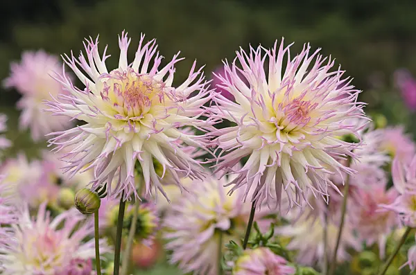 549164 - Cactus dahlia (Dahlia Jenny)