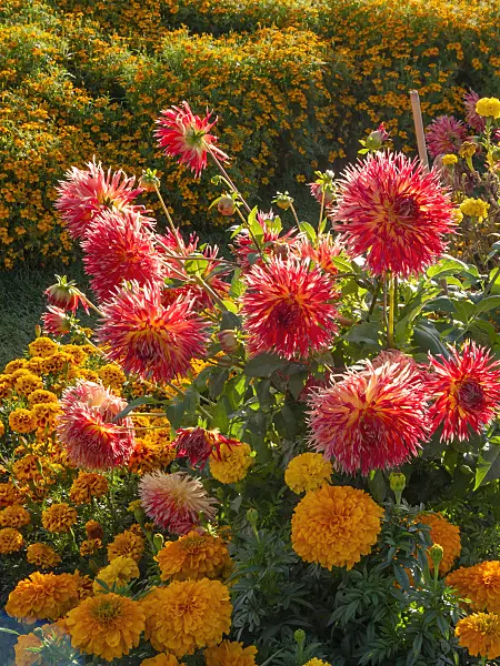 405061 - Cactus dahlia (Dahlia Karen)