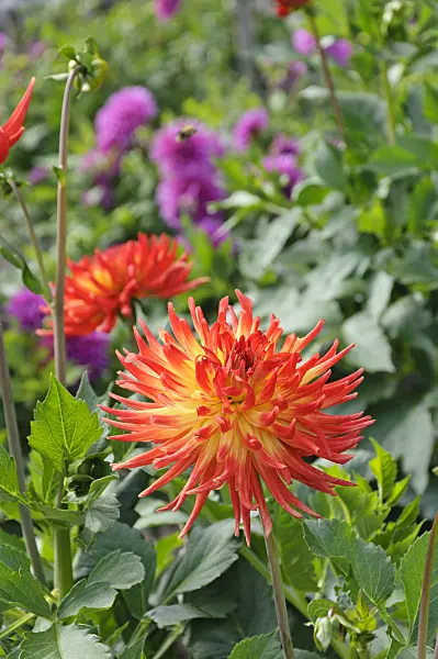 487151 - Cactus dahlia (Dahlia Karma Bon Bini)