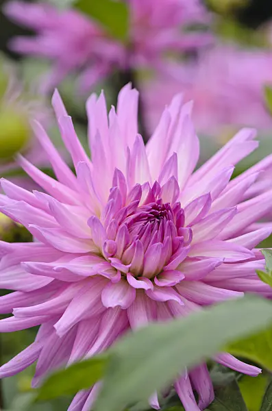 549162 - Cactus dahlia (Dahlia Light Music)