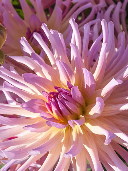 417004 - Cactus dahlia (Dahlia Mozart)
