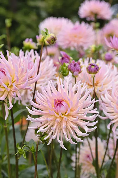 476141 - Cactus dahlia (Dahlia Mozart)