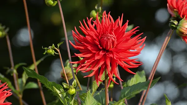 500167 - Cactus dahlia (Dahlia Otto Waalkes)