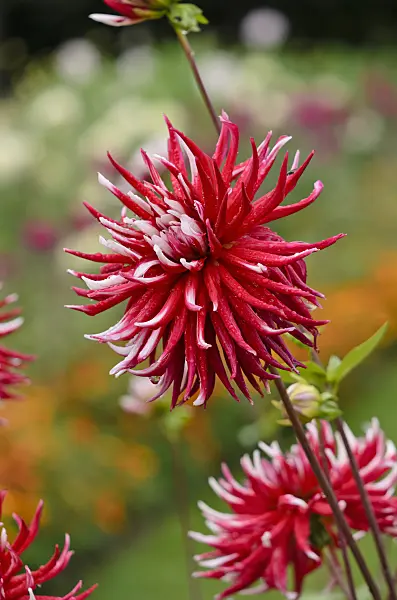 524036 - Cactus dahlia (Dahlia Pfitzers Joker)