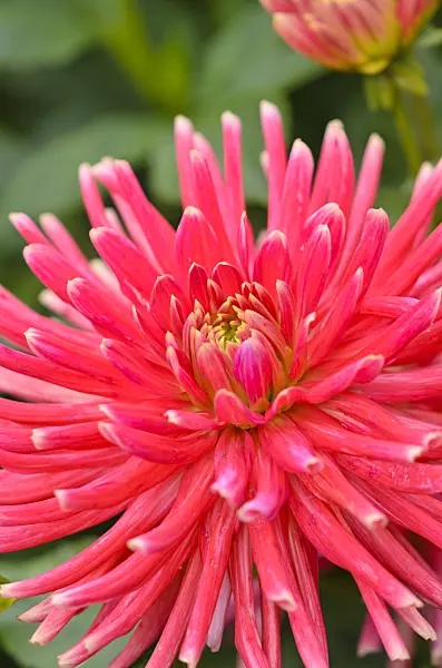 536072 - Cactus dahlia (Dahlia Pianella)