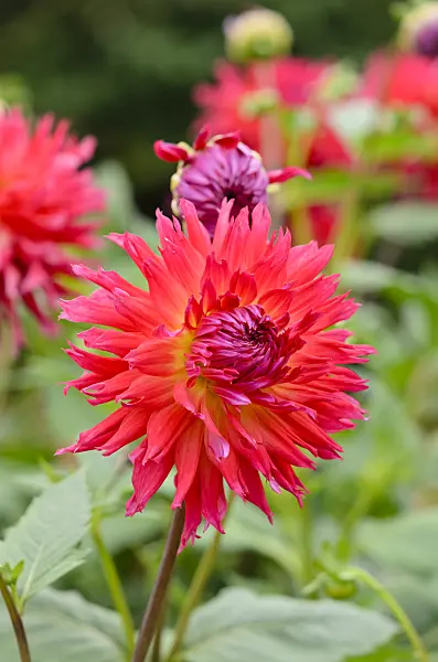 536073 - Cactus dahlia (Dahlia Pianella)