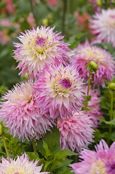 524029 - Cactus dahlia (Dahlia Pinelands Princess)