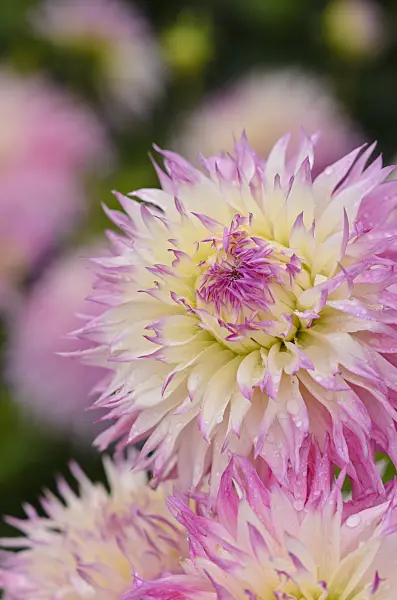 524030 - Cactus dahlia (Dahlia Pinelands Princess)