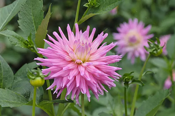 487152 - Cactus dahlia (Dahlia Pink Pastelle)