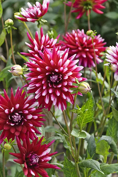 487148 - Cactus dahlia (Dahlia Rebecca's World)