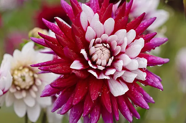 524035 - Cactus dahlia (Dahlia Rebecca's World)