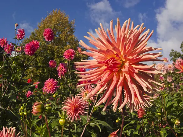 418059 - Cactus dahlia (Dahlia Sanssouci)