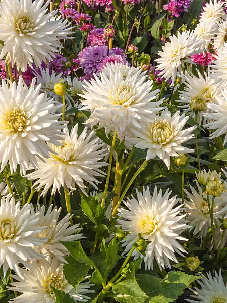 417025 - Cactus dahlia (Dahlia Silbersee)