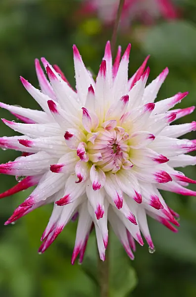 524031 - Cactus dahlia (Dahlia Sorbet)