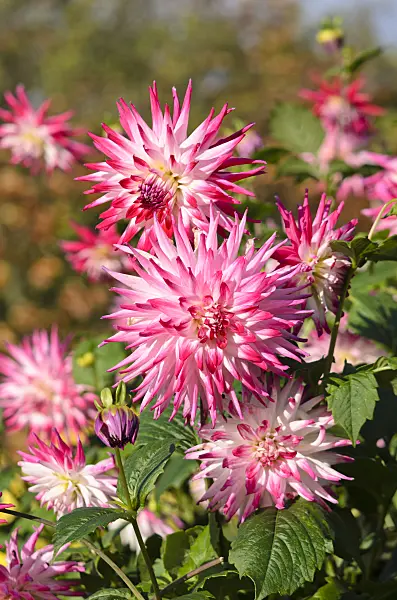 525430 - Cactus dahlia (Dahlia Sorbet)