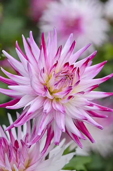 548053 - Cactus dahlia (Dahlia Sorbet)
