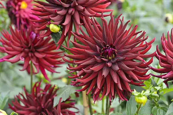 476125 - Cactus dahlia (Dahlia Splendeur Noire)