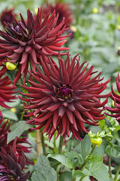 476126 - Cactus dahlia (Dahlia Splendeur Noire)