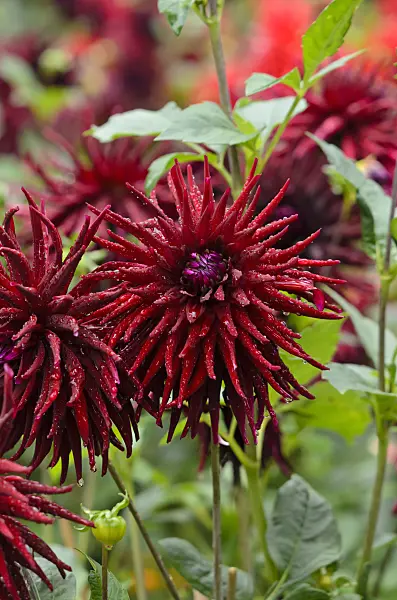 524034 - Cactus dahlia (Dahlia Splendeur Noire)
