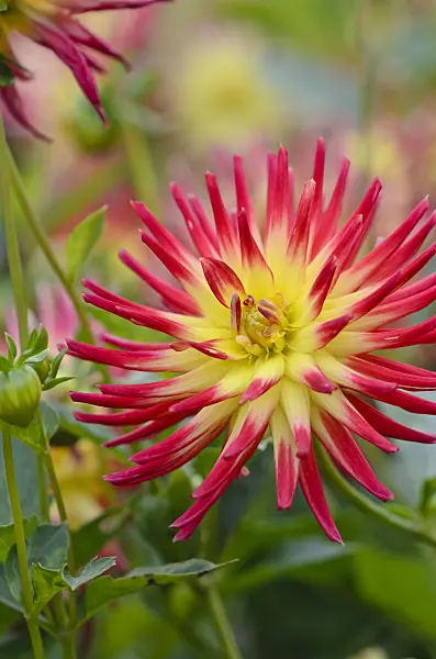 549041 - Cactus dahlia (Dahlia Weston Spanish Dancer)