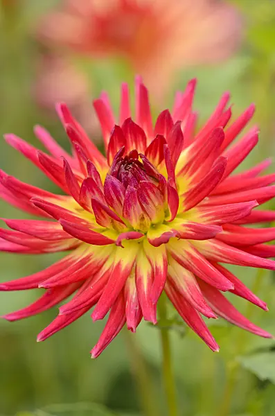 549163 - Cactus dahlia (Dahlia Weston Spanish Dancer)