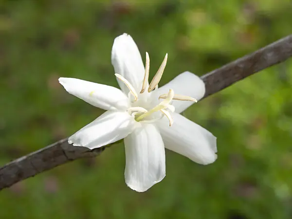 434070 - Caféier du Liberia (Coffea liberica)