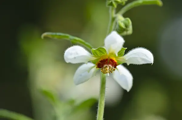 523021 - Caiophora lateritia