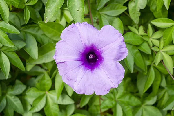 625061 - Cairo morning glory (Ipomoea cairica)