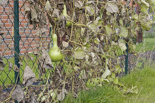 465105 - Calabash gourd (Lagenaria siceraria)