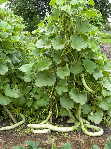 487206 - Calabash gourd (Lagenaria siceraria)