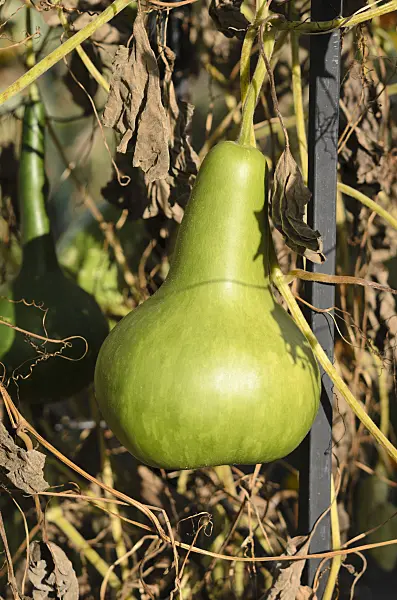 524144 - Calabash gourd (Lagenaria siceraria)