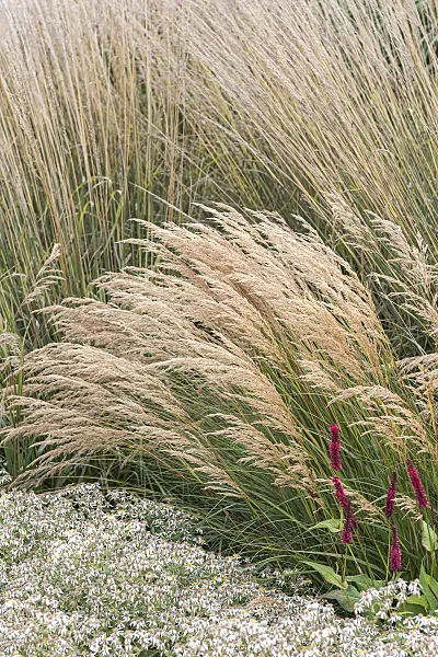 651025 - Calamagrostide argentée (Stipa calamagrostis 'Algäu' syn. Achnatherum calamagrostis 'Algäu')