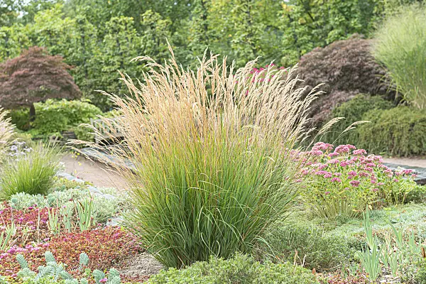 651543 - Calamagrostide argentée (Stipa calamagrostis syn. Achnatherum calamagrostis)