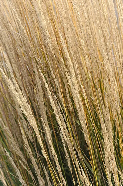 489089 - Calamagrostide (Calamagrostis x acutiflora 'Karl Foerster')