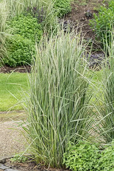 664060 - Calamagrostide (Calamagrostis x acutiflora 'Overdam')
