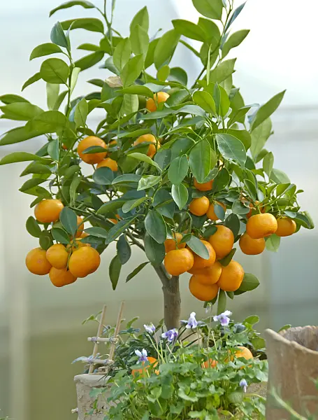 502458 - Calamondin (Citrofortunella microcarpa syn. Citrus aurantifolia x Fortunella margarita)