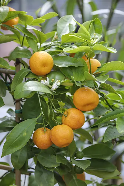 535380 - Calamondin (Citrofortunella microcarpa syn. Citrus aurantifolia x Fortunella margarita)