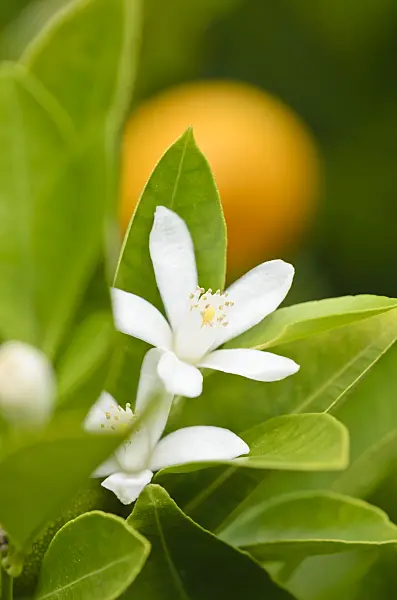 536010 - Calamondin (Citrofortunella microcarpa syn. Citrus aurantifolia x Fortunella margarita)